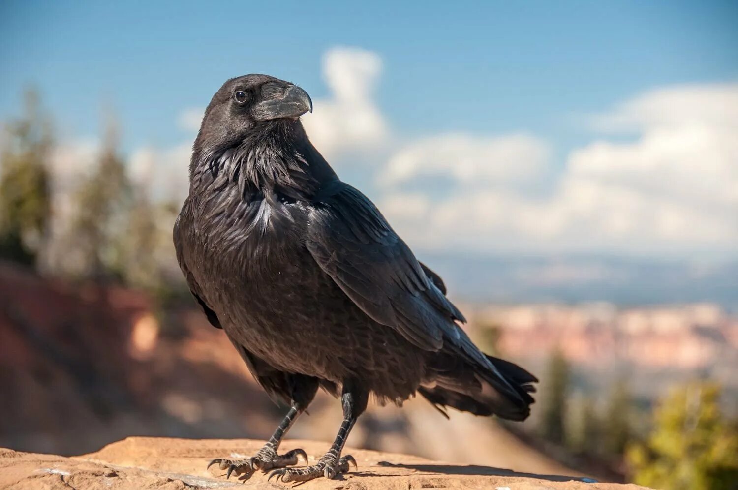 Ворона. Ворон. Американская ворона. Американский ворон. Ворона умная ли птица