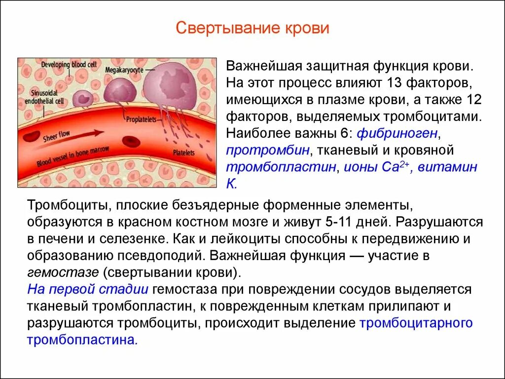 Тромбоцитах делают операцию. Тромбоциты образование сгустка крови. Тромбоциты свертывание крови. Тромбоциты процесс свертывания крови. Тромбоциты процесс свертывания.