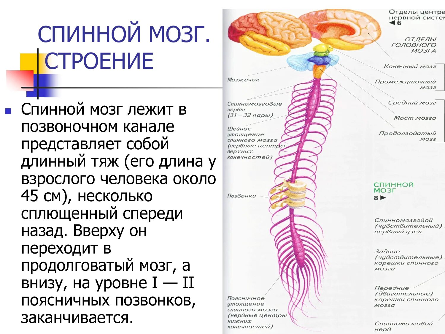 Анатомические структуры спинного мозга. Строение и функции спинного мозга спинномозговой канал. Строение и функции спинного мозга человека биология. Спиной мозг человека строение и функции.