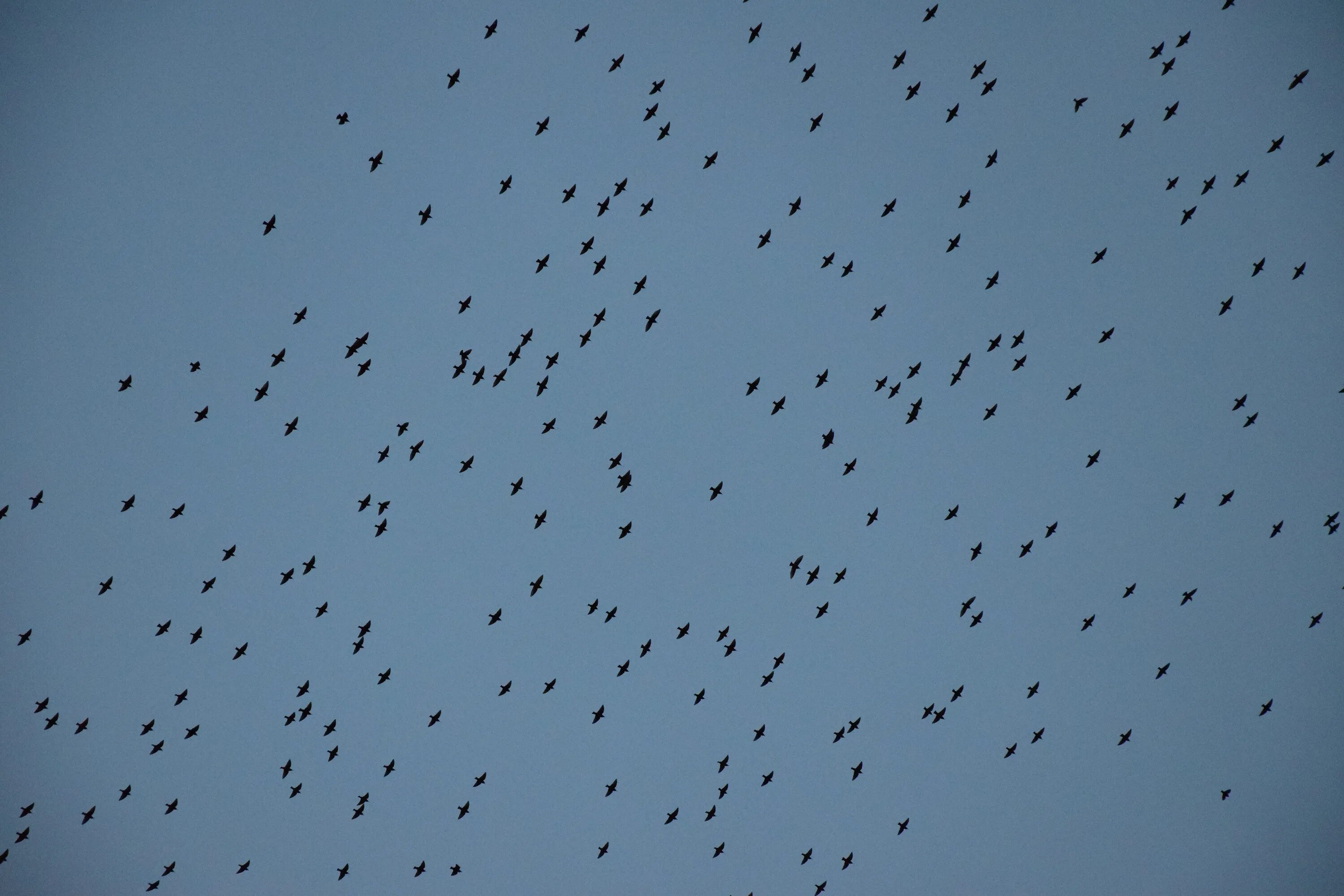 Птицы падают с деревьев. Птицы падают с неба. Птицы в небе Эстетика. Падение птиц с неба. Тысяча птиц.