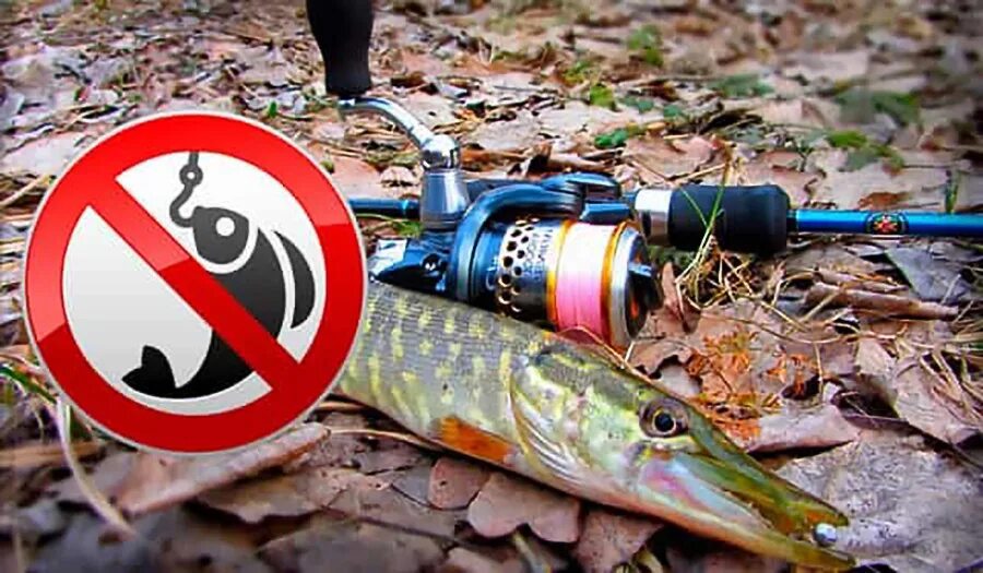 Ловим щуку в беларуси. Запрет на рыбалку. Рыбалка запрещена. Ловля рыбы запрещена. Ограничения на щуку.