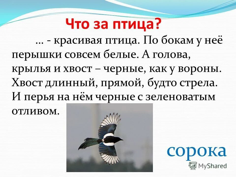 Птица с черной головой крыльями и хвостом. Птица по бокам перышки совсем белые голова Крылья хвост черные. Голова Крылья хвост черные. У какой птицы по бокам перышки совсем белые. Основная мысль текста каждый знает воробья ворону