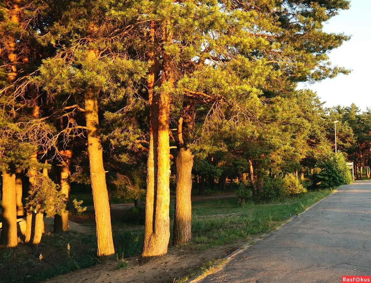 Сормовский парк сосны. Сормовский парк Нижний Новгород. Сормовский парк Нижний Новгород осень. Сормовский лес Нижний Новгород. Хвойный нижний