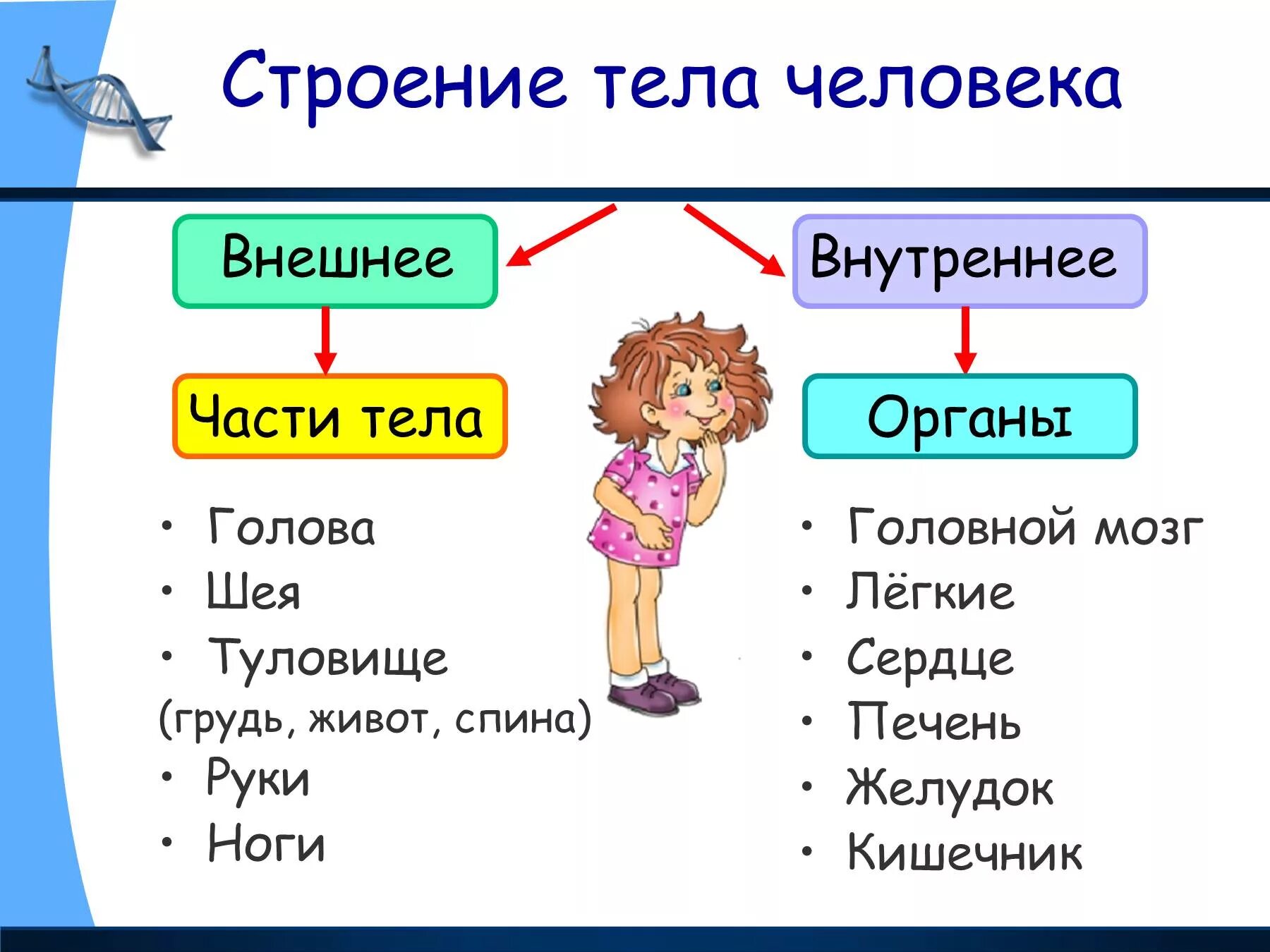 Организм человека 2 класс окружающий мир школа России. Строение тела человека 2 класс окружающий мир школа России. Строение человека 2 класс окружающий мир школа России. Доклад на тему органы человека 2 класс окружающий мир.