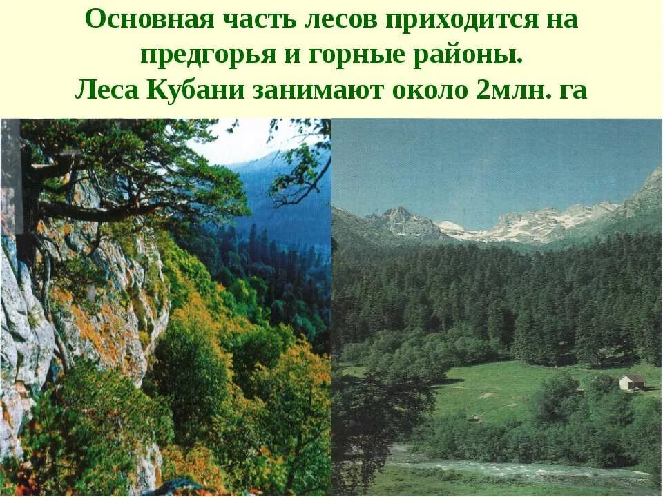 Разнообразие краснодарского края. Горная леса растительность краснодарского края. разнообразие природы краснодарского края. растительный мир кубани проект.