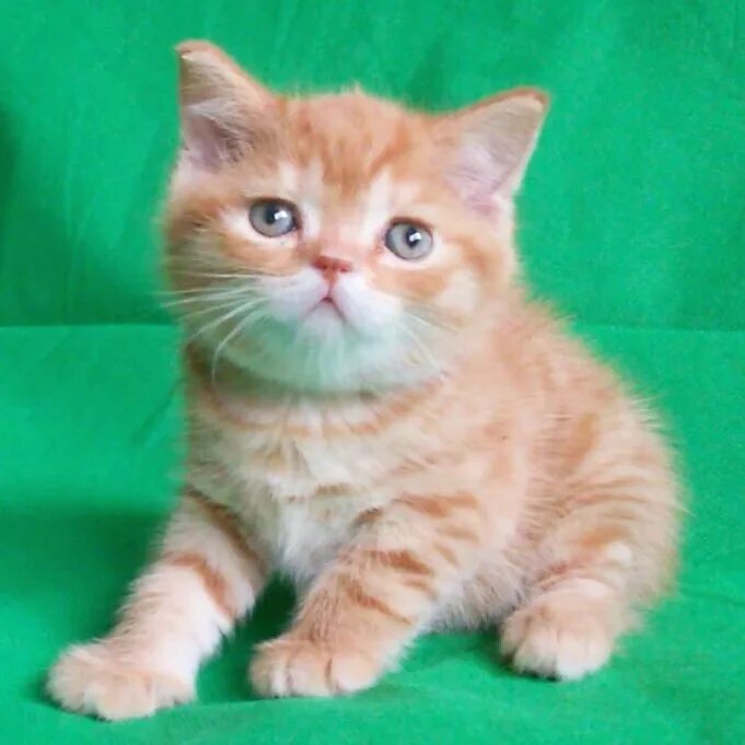 Шотландская кошка прямоухая рыжая. Шотландские котята рыжие прямоухие. Шотландский скоттиш страйт рыжий. Рыжий шотландский кот прямоухий. Шотландская прямоухая рыжий кот.