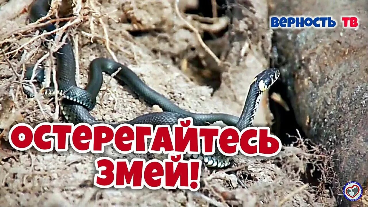 Человек спас змею и изменил свою судьбу