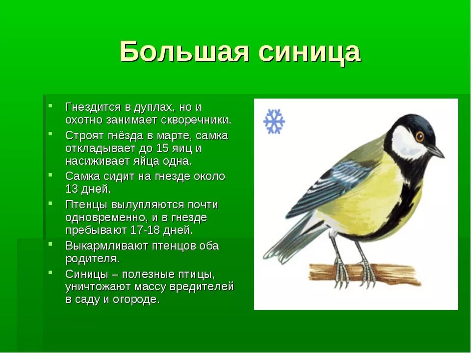 Описание синицы. Информация о синичке. Большая синица описание. Кратко о синице.