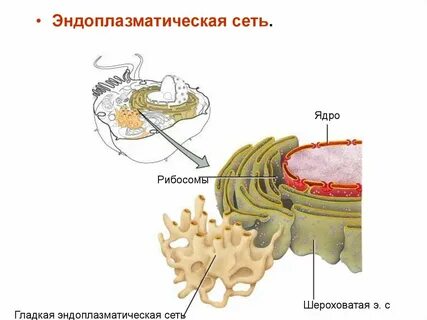 Рибосомы эндоплазматическая