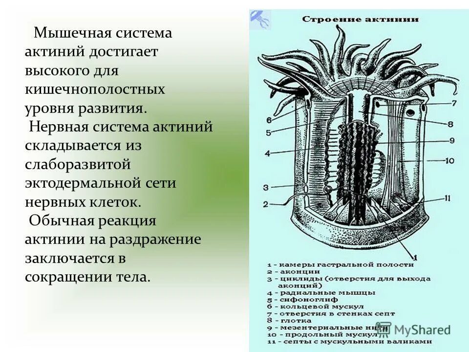 Актиния уровень организации живого. Строение актинии биология 7 класс. актиния строение 7 класс. анатомия актинии. строение клетки актинии.
