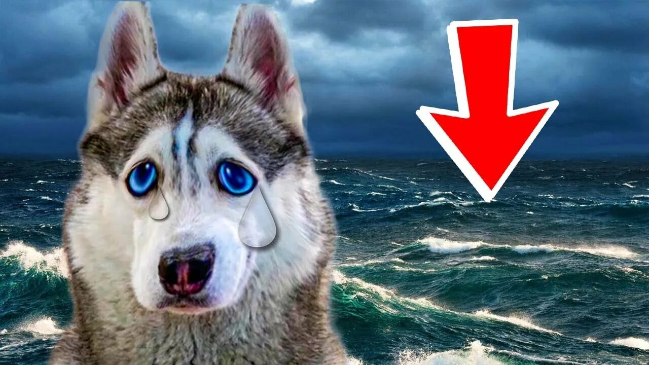 Мистер бубл хаски. Хаски бандит и хаски Бублик. Хаски бандит и хаски Бублик и корги Коржик. Хаски Бублик