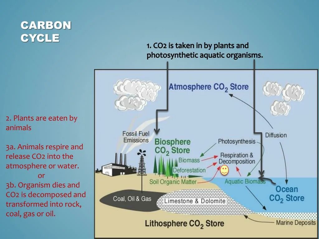 Carbon plants