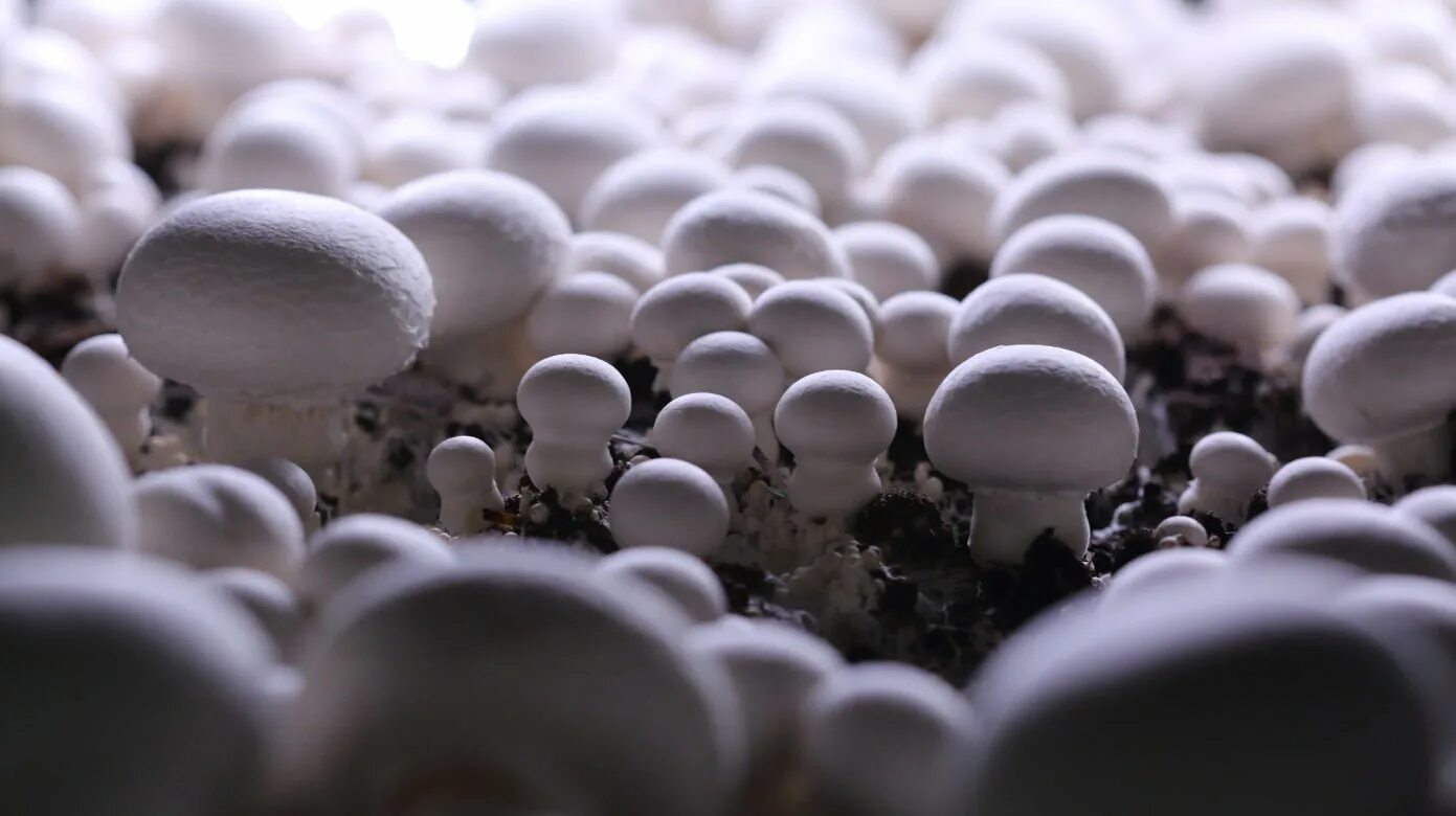 Почему шампиньоны можно выращивать на искусственных средах. Сапротрофные грибы. Грибы шампиньоны. Мицелий шампиньонов. Культивируемые грибы.
