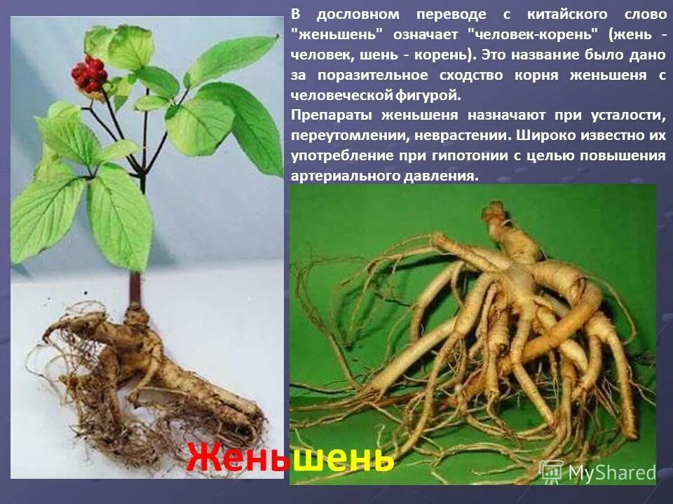 как узнать буквы в корнях названий действий. корни в именах людей. цветы корня жень шень. исключения корней равн ровн. корни в именах людей.