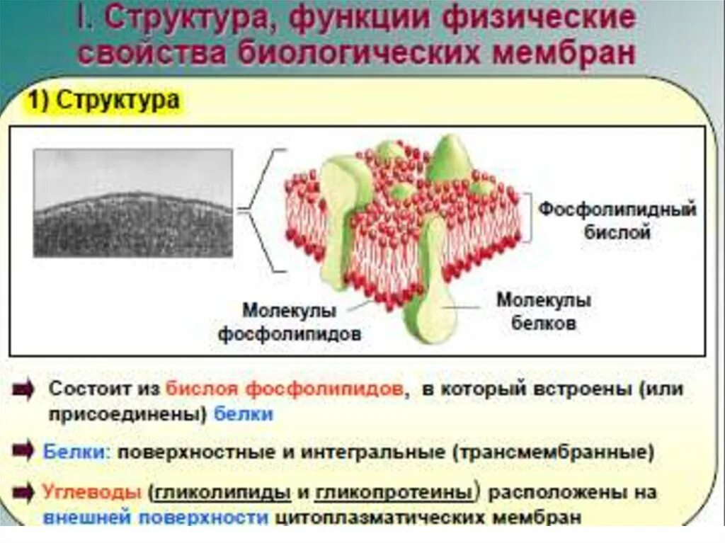 Мембраны и их значение. Структура биологической мембраны физика. образование и эволюция биологических мембран. физиологические процессы в биологических мембранах. функции биологических мембран физика.
