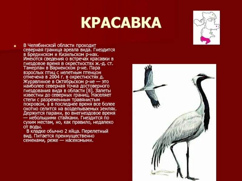 Красная книга челябинской области животные. Животные и растения из красной книги Челябинской области. Красная книга Челябинской области птицы. Животные из красной книги Челябинской области. Растения и животные Челябинской области занесенные в красную книгу.