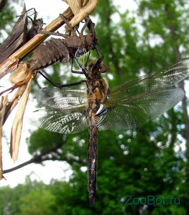 Сходство личинки и взрослого насекомого. Сходство личинки и взрослого насекомого. Личинки насекомых по видам. Стадии развития насекомых с полным превращением. Сходство личинки и взрослого насекомого.
