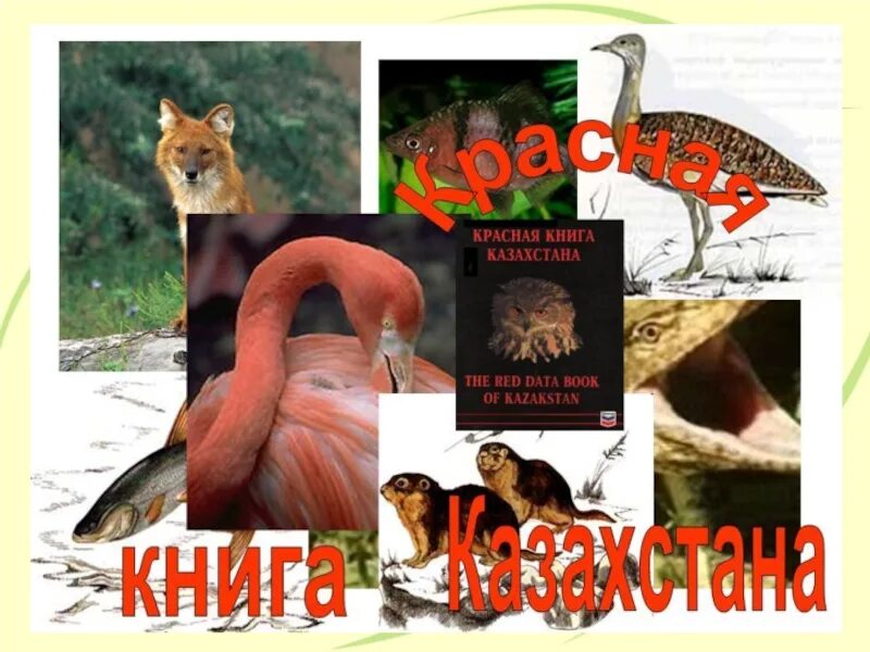 Коллаж с животными занесенными в красную книгу