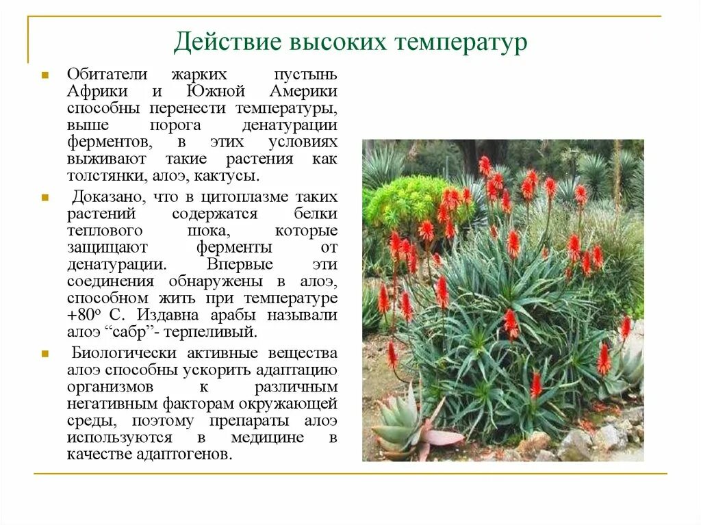 Семена одуванчика распространяются. Технология пересадки и перевалки растений. Растения переносящие засуху. Растения эфемеры. Растениях перенос.