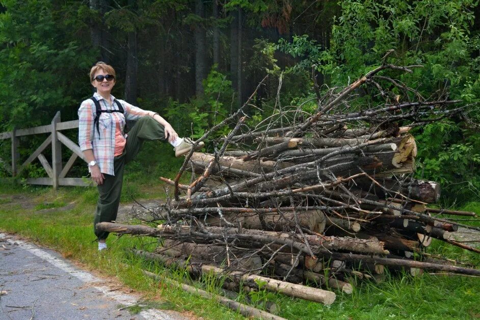 заготовка валежника. заготовка валежника. сбор валежника. поваленное дерево. валежник в лесу.