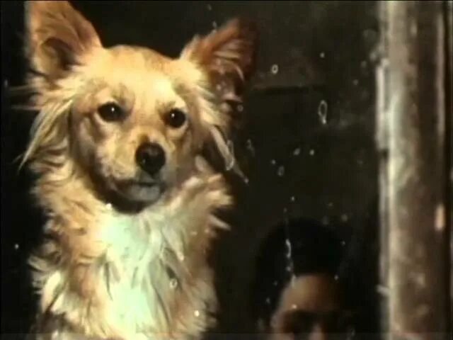 каштанка виде. каштанка виде. каштанка виде. каштанка виде. чехова.