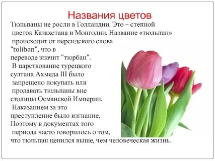 Тюльпан символ чего