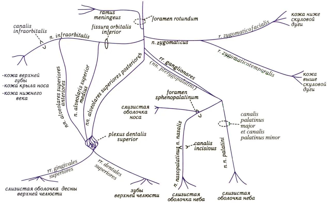 Вторая ветвь тройничного нерва схема. Ветви тройничного нерва схема. 3 Ветвь тройничного нерва схема. Верхнечелюстной нерв схема.