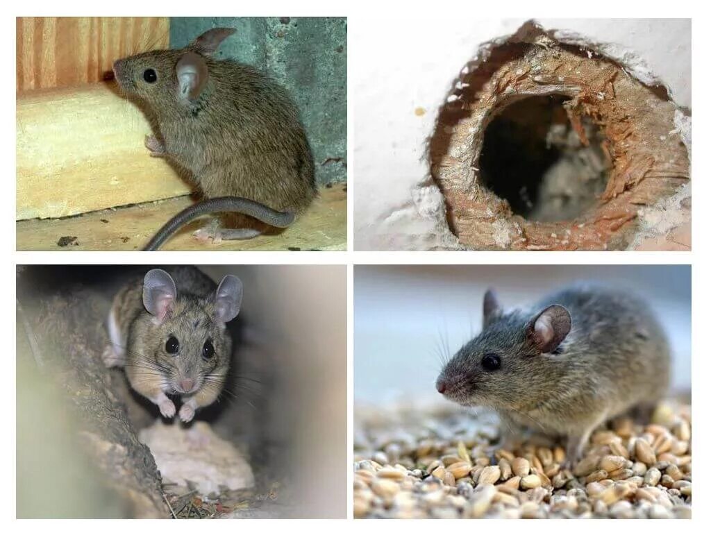 Мышь полевка и мышь домовая. Полевые мыши в доме. Мышь которая живет в домах. Домовая мышь домашняя.