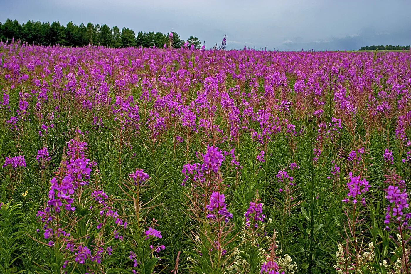 Этот цветок можно увидеть в поле. Этот цветок можно увидеть в поле. Васильково маковое поле палитра. Весенний луг. Лаванда узколистная синева.