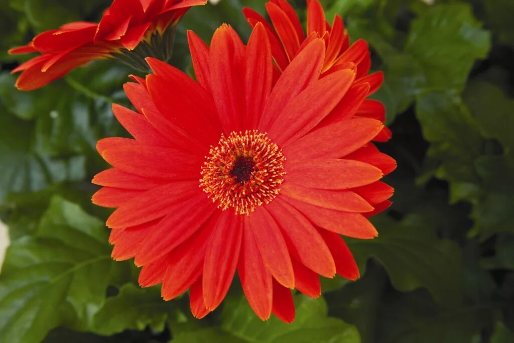 Гербера джемсона. Гербера джемсона садовая. Гербера джемсона. Семена гербера джемсона. Гербера джемсона садовая.