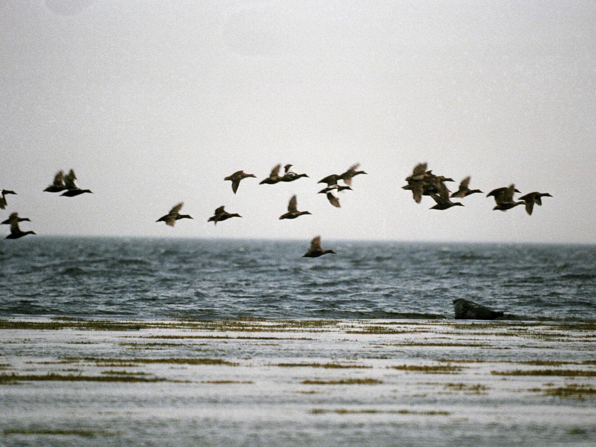 Всемирный день перелетных птиц. Стая перелетных птиц. Птицы Азовского моря. Птицы Балтийского моря.