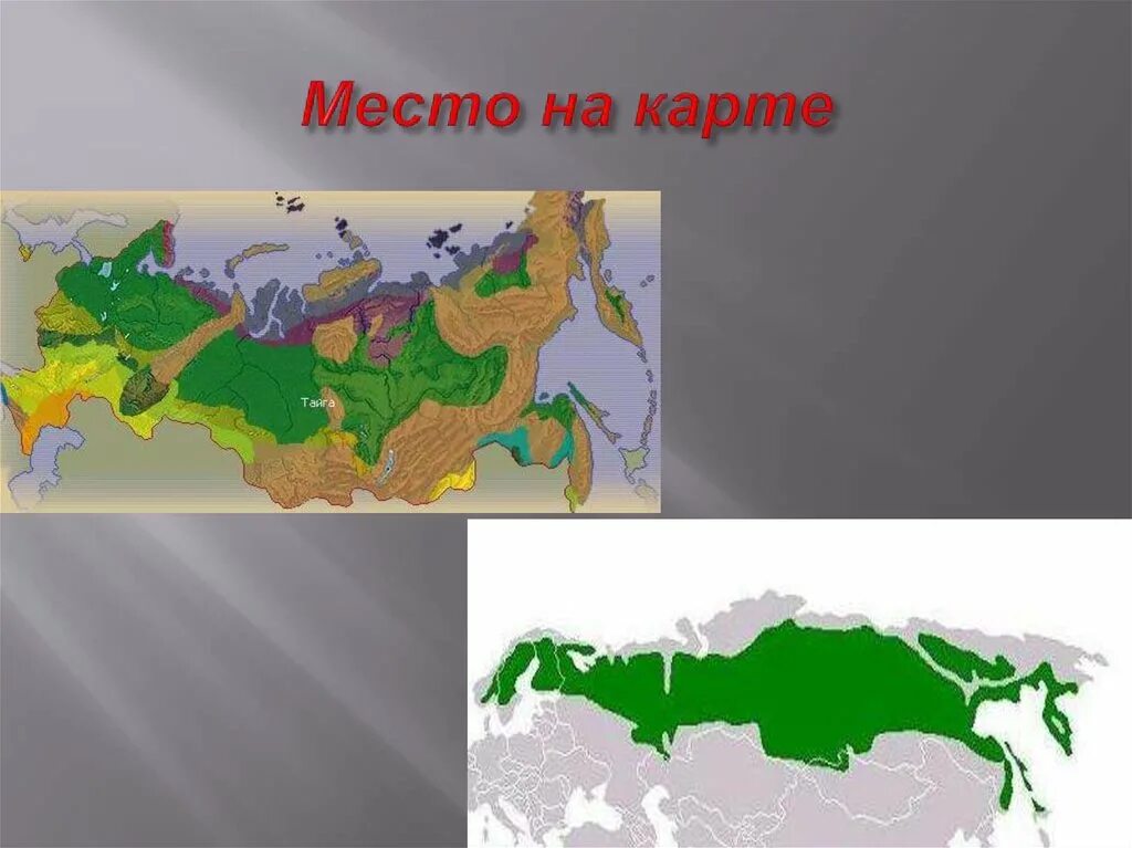 Географическое местоположение тайги в России. Зона тайги на карте России. Расположение зоны тайги. Географическое положение тайги.