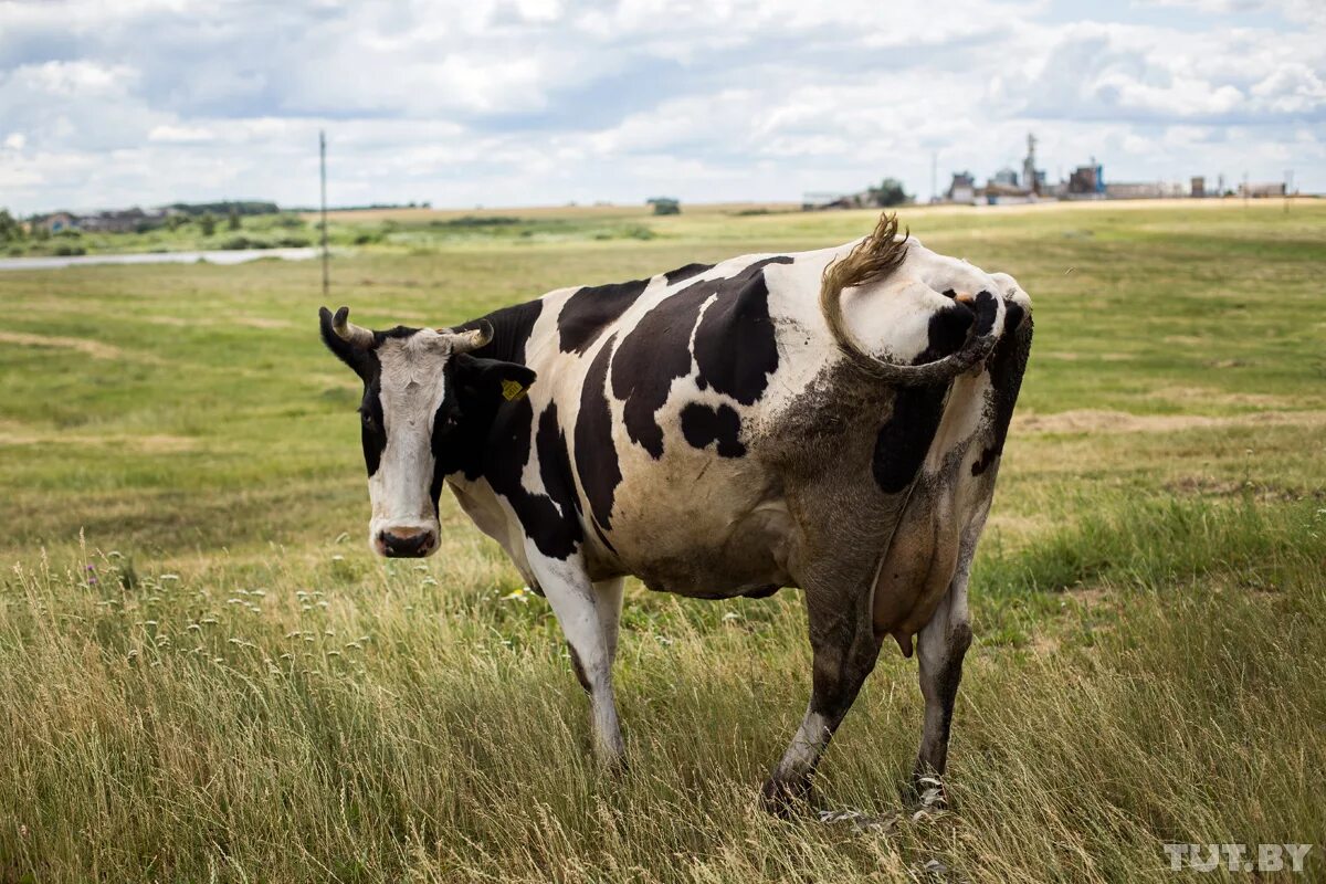 Дойная корова. Коровы рубцовск. Коровы рубцовск. Вукол телятник (жуколы). Айрширская порода крс.