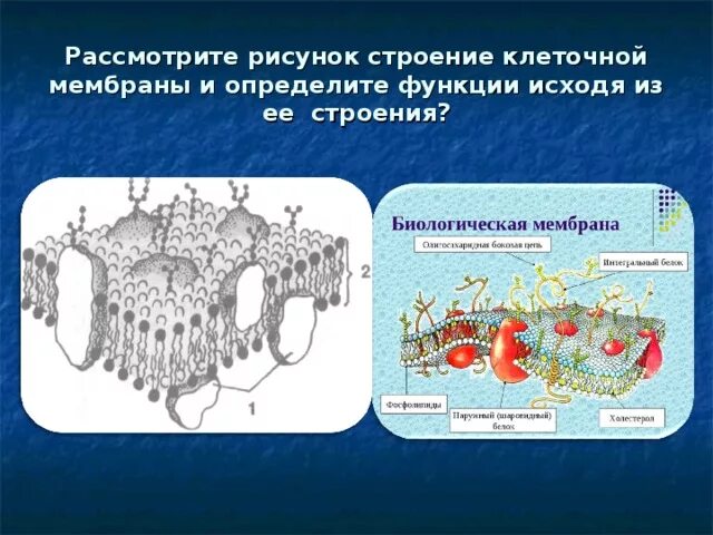 Основные функции клеточных мембран обеспечивают. Клеточная мембрана строение и функции. Структура клеточной мембраны. Строение клеточной мембраны и ее функции. Строение плазматической мембраны.