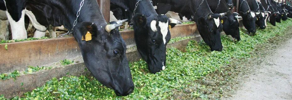 агрофирма металлург (мясново). агрофирма металлург продукция. агрофирма металлург. агрофирма металлург выкса. агрофирма металлург выкса.