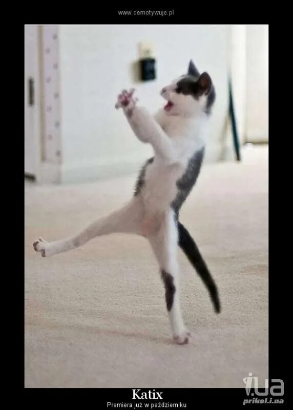 Танцы до утра прикол. Ланца дрица гоп цаца. Мемы про голубцы. Оксимирон жмых. Опца дрица.