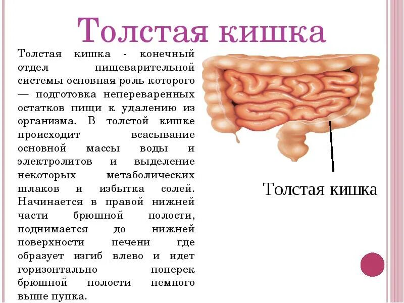 Тонкая кишка и толстая кишка функции. Строение и функции толстой кишки в пищеварении. Толстая кишка функции 8 класс. Функция Толстого кишечника в пищеварительной системе.