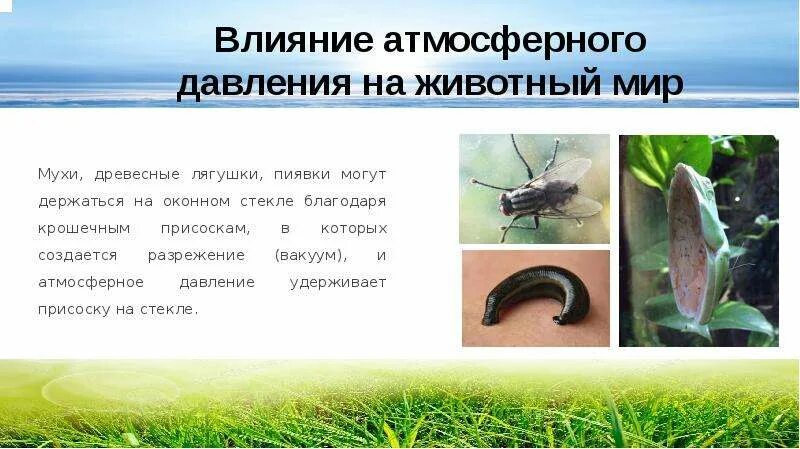 Использование атмосферного давления живыми организмами. Атмосферное давление в живой природе сообщение. Атмосферное давление в живой природе примеры. Атмосферное давление в живой природе примеры. Влияние атмосферного давления на человека физика.