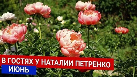 Клуб наталии петренко