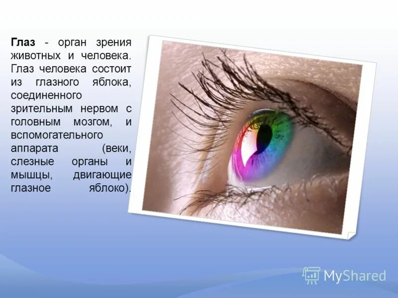 Орган зрения. Органы чувств глаза. Глаза орган зрения. Органы чувств орган зрения. Глаз орган чувств человека