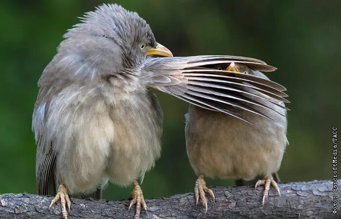 Big Mouth Birds: My Newest Series Of Hybrid Animals Weird birds, Animals, Weird