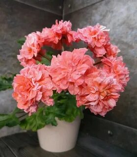 Пеларгония феникс