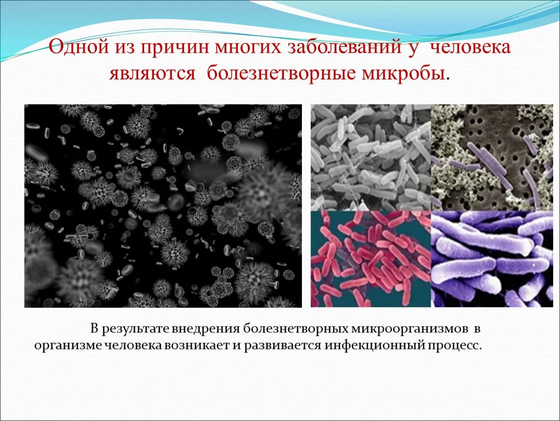 Примеры заболеваний вызываемых бактериями. Болезнетворные бактерии. Болезнетворные бактерии человека. Сообщение о болезнетворных бактериях. Роль болезнетворных бактерий.