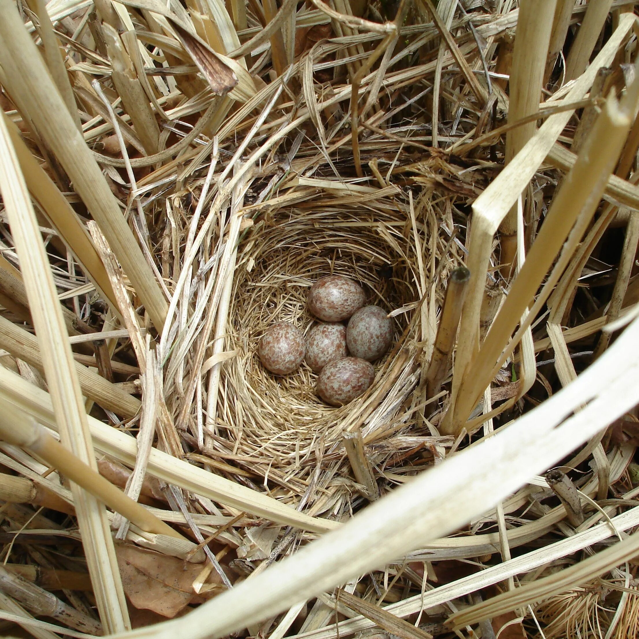 Яйца кукушки фото. Пеночка пересмешка гнездо. Гнездо пеночки. Пеночка-теньковка гнездо. Гнездо дроздовидной камышовки.