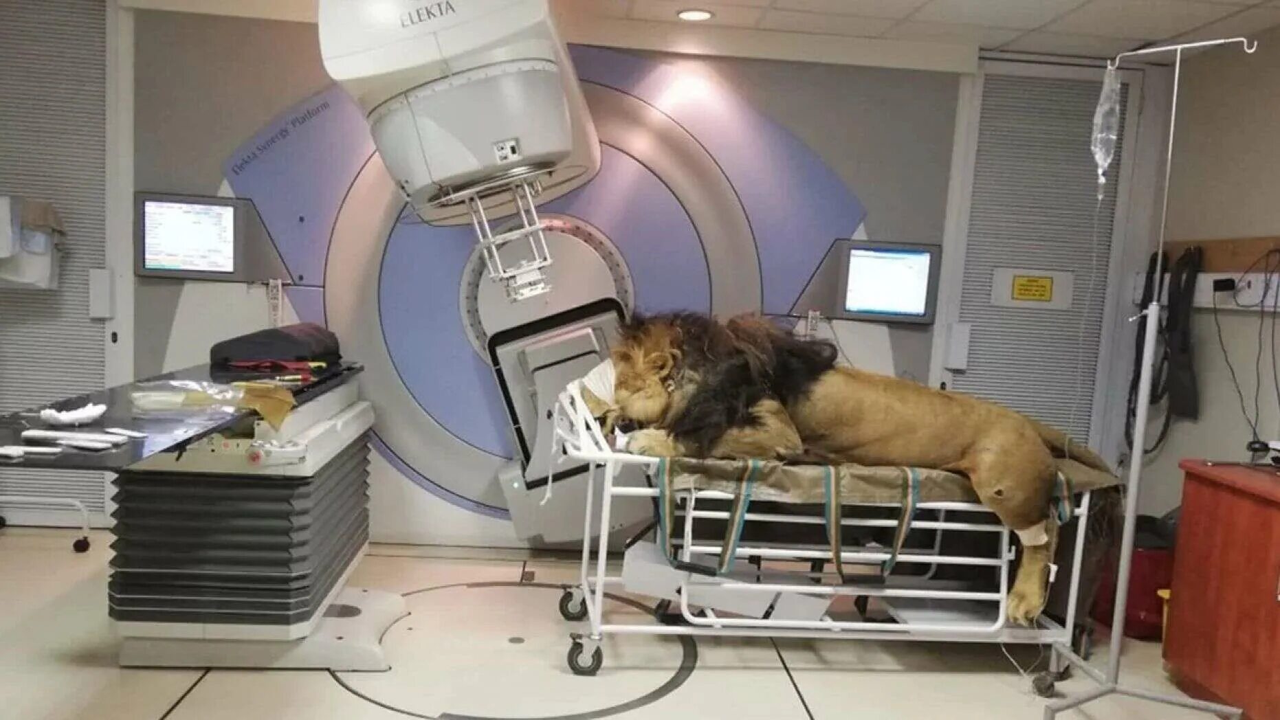 Лучевая терапия в ветеринарии. Радиотерапия животных.