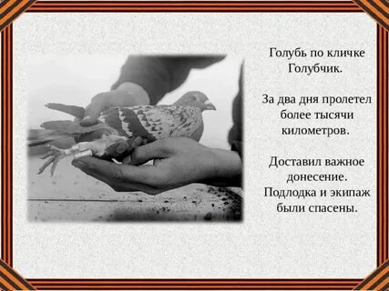 Пусть голубь с донесением пролетел 30 км