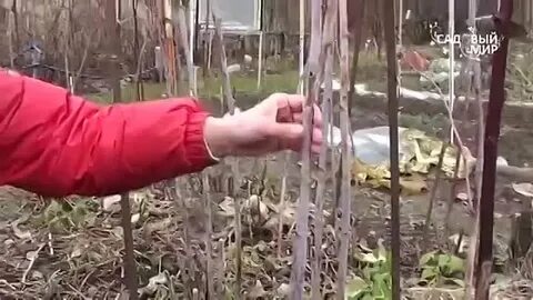 Как обрезать малину на зиму видео