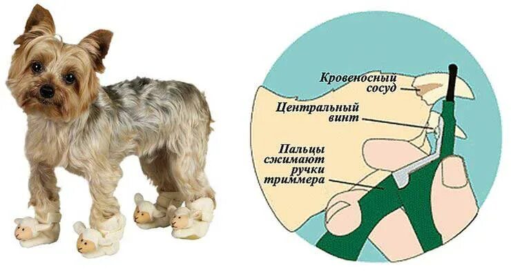 Рекомендации по уходу за собакой. Как ухаживать за собакой. Как можно ухаживать за собаками. Уход за собакой схема.