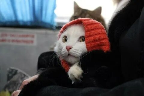 Ну просто картинка