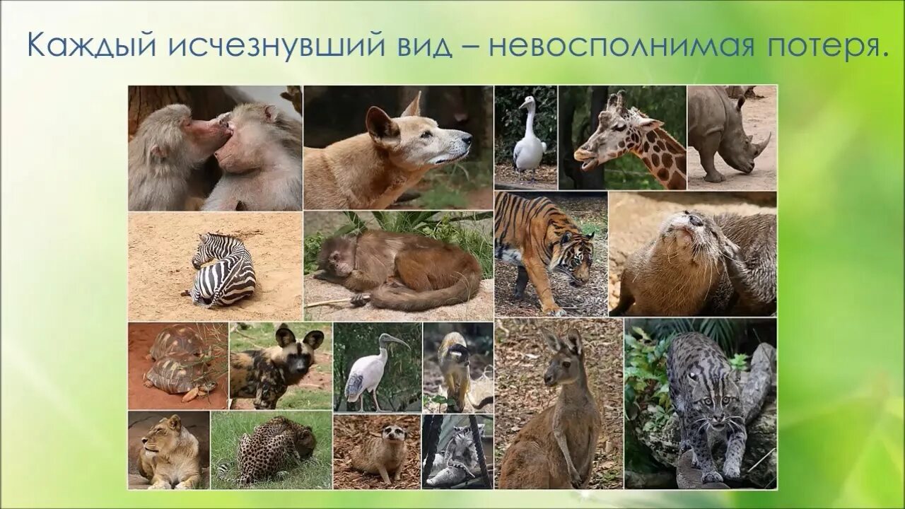 защита вымирающих видов животных. день флоры и фауны. день охраны мест обитания. всемирный день охраны мест обитаний. 6 октября всемирный день охраны мест обитания.